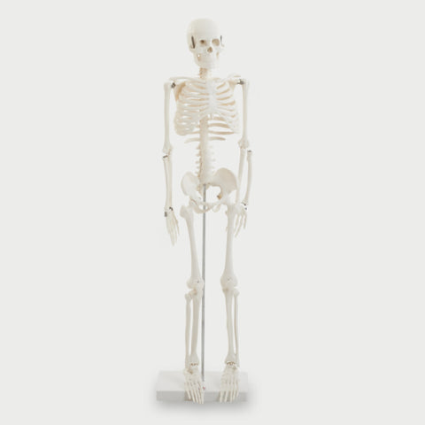 1/2 Scale Skeleton
