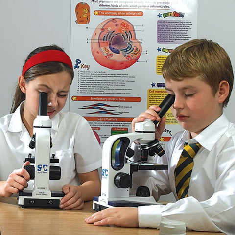 Squamous Epithelium sm Economy Microscope Slide