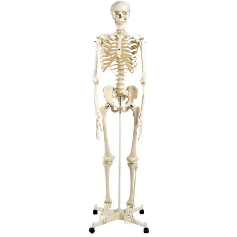Model - Human skeleton standard