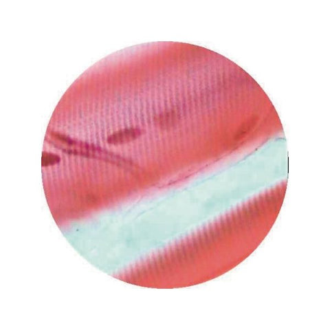 Striated Muscle  T.S.For Muscle Spindle-(ELS-BB1268)