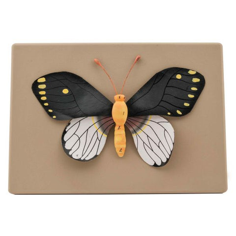 Butterfly-EIS-ZM16091