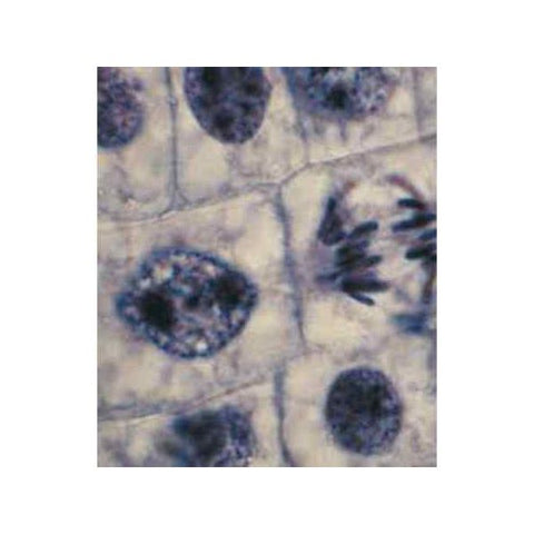 SLIDE SET MITOSIS & MEIOSIS-(ELS-PM95214)