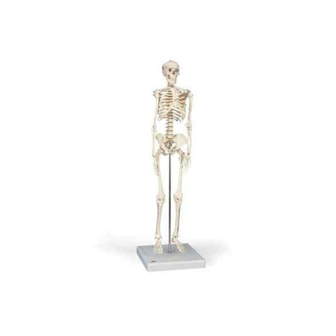 3B Mini Skeleton-(ELS-SE1000039)