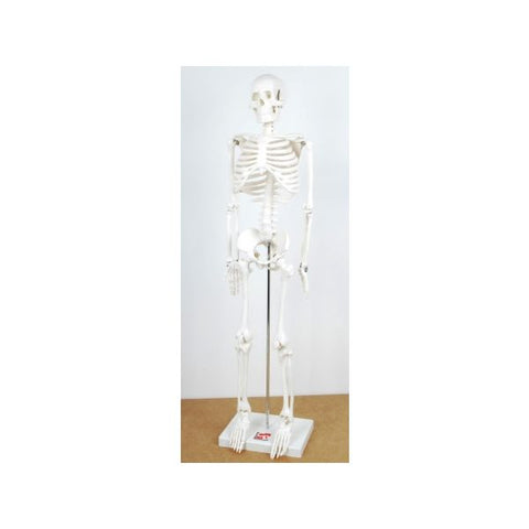 1-2 Scale Skeleton-(ELS-MAG3015)
